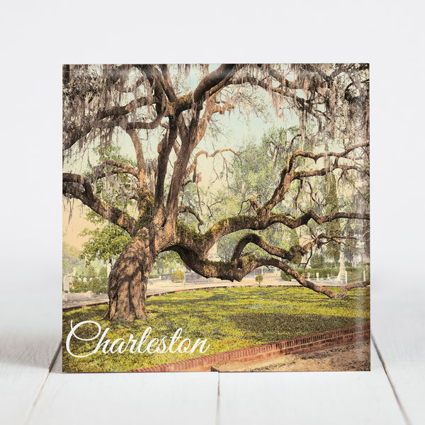 Live Oak Tree at Magnolia Cemetery - Charleston, SC  c.1900