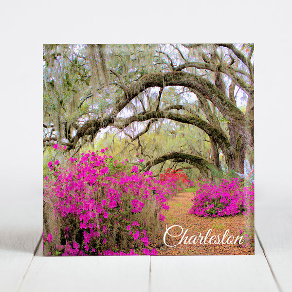 Oak Trees with Spanish Moss at Magnolia Plantation and Gardens - Charleston, SC