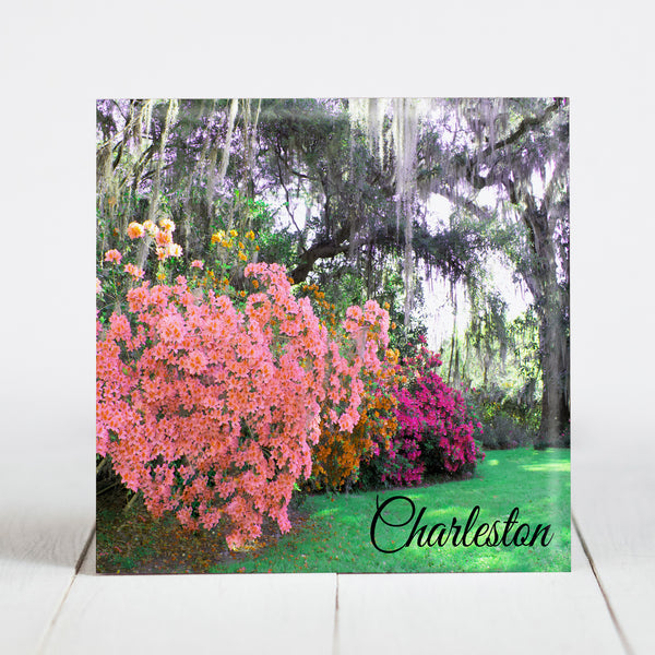 Azaleas at Magnolia Plantation and Gardens - Charleston, SC