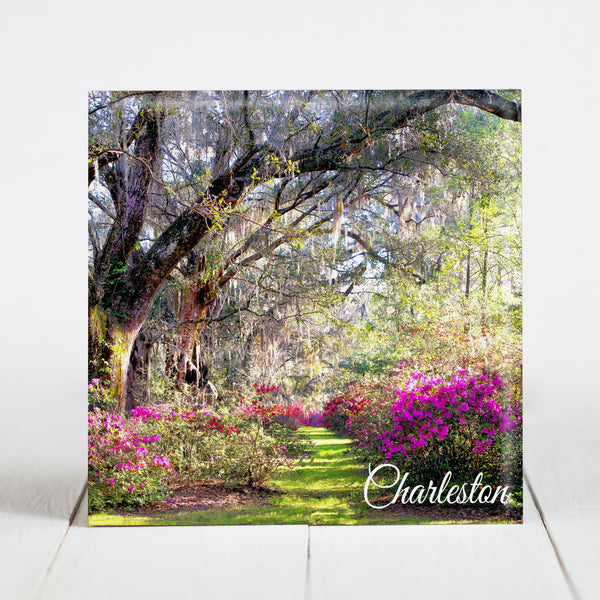Oaks and Azaleas at Magnolia Plantation and Gardens - Charleston, SC