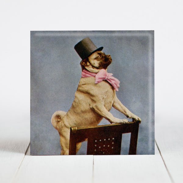Pug With Top Hat c.1905
