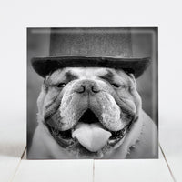 Bulldog with Top Hat