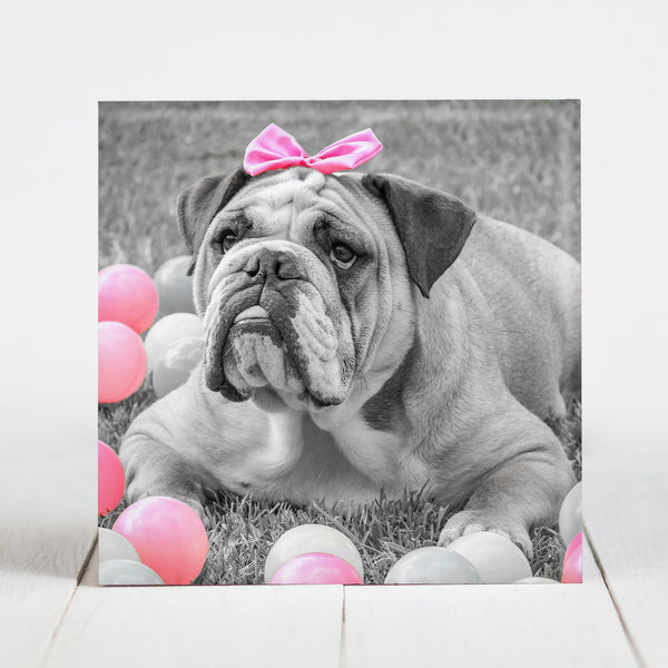 Bulldog with Pink Bow and Balls