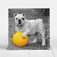Bulldog with Yellow Ball