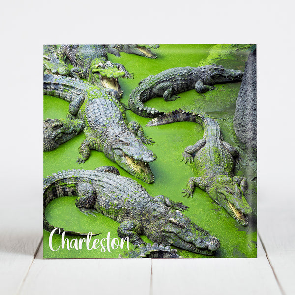 Crocodiles - Charleston, SC
