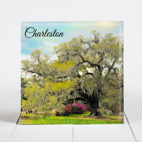 Oak Tree with Spanish Moss at Magnolia Plantation and Gardens - Charleston, SC
